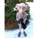 🔥NEW SEASON SALE 🔥DOBBY HOUSE ELF FIGURE UNIQUE GIFT