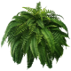 🔥Buy 1 Get 1 Free🔥UV Resistant Lifelike Artificial Boston Fern(Fills a Flower Pot)